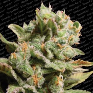 10 UND FEM - DUTCH DRAGON * PARADISE SEEDS 10 UND FEMINIZADAS