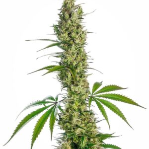 10 UND REG - EAGLE BILL ﾮ * SENSI SEEDS 10 UND REG