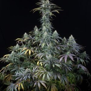 1 UND FEM - EARLY AMNESIA CBD * DINAFEM 1 UND FEM