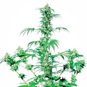 10 UND REG - EARLY GIRL ﾮ  * SENSI SEEDS 10 UND REG