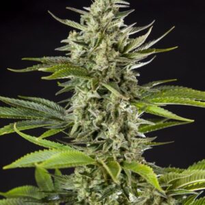 5 UND FEM - EARLY GORILLA * PHILOSOPHER SEEDS 5 UND FEM