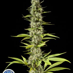 3 UND FEM - EARLY MAROC* PHILOSOPHER SEEDS 3  UND FEM