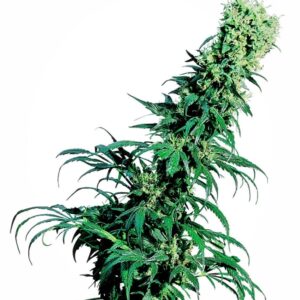 10 UND REG - EARLY PEARL ﾮ * SENSI SEEDS 10 UND REG