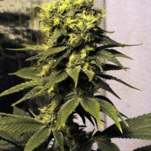 15 UND REG - EARLY QUEEN * MR NICE NATURAL 15 UND REG