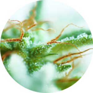 10 UND REG - EARLY SATIVA * TOP TAO SEEDS 10 UND REGULARES