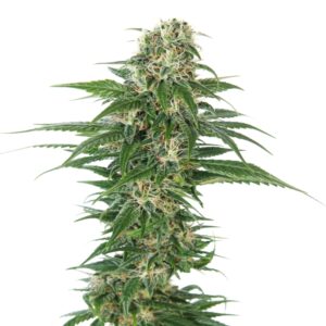 3 UND FEM - EARLY SKUNK AUTOMATIC * SENSI SEEDS FMINIZADA 3 UND FEMINIZADAS