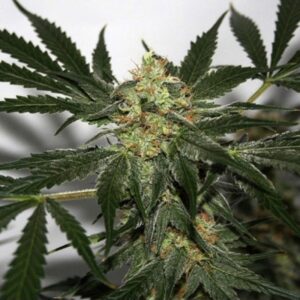 15 UND REG - EARLY SKUNK HAZE * MR NICE NATURAL 15 UND REG