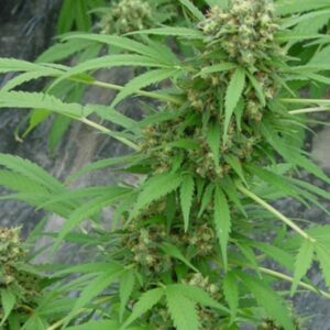 15 UND REG - EARLY SKUNK * MR NICE NATURAL 15 UND REG