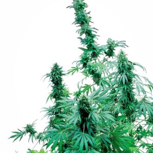 10 UND FEM - EARLY SKUNK ﾮ * SENSI SEEDS 10 UND FEMINIZADAS