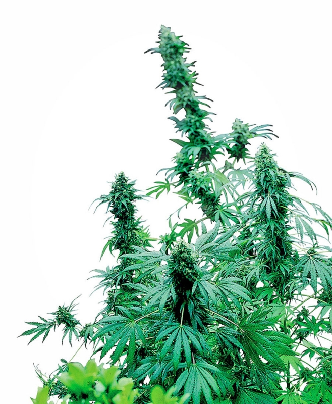 3 UND FEM - EARLY SKUNK ﾮ * SENSI SEEDS 3 UND FEMINIZADAS