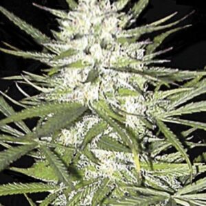 5 UND FEM - EARLY TOP SKUNK * BULK SEED 5 UND FEM