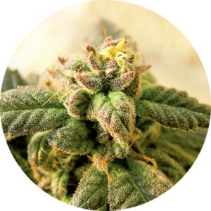 10 UND REG - EARLY TOP TAO * TOP TAO SEEDS 10 UND REGULARES