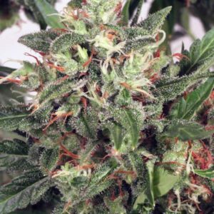 2 UND FEM - EARLY XXX * MINISTRY SEEDS 2 UND FEMINIZADAS