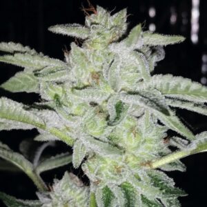 5 UND FEM - EARTH KUSH * EXCLUSIVE SEEDS 5 UND FEM