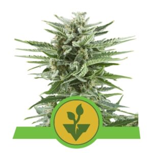 10 UND FEM - EASY BUD AUTO * ROYAL QUEEN 10 UND FEMINIZADAS