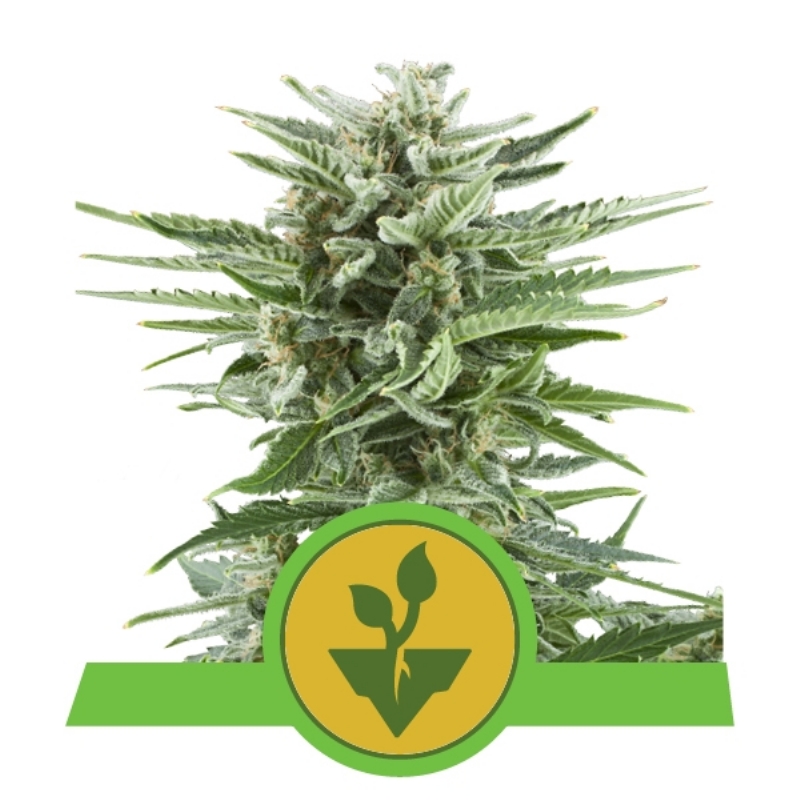 5 UND FEM - EASY BUD AUTO  * ROYAL QUEEN 5 UND FEMINIZADAS