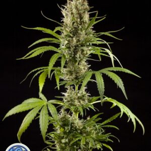 3 UND FEM - EASY HAZE * PHILOSOPHER 3 UND FEMINIZADAS