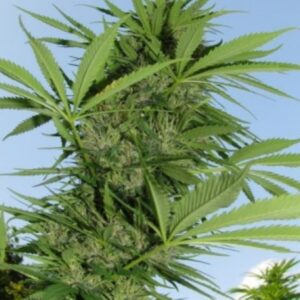 4 UND FEM - EASY SATIVA ﾮ * FEMALE SEEDS 4 UND FEMINIZADAS