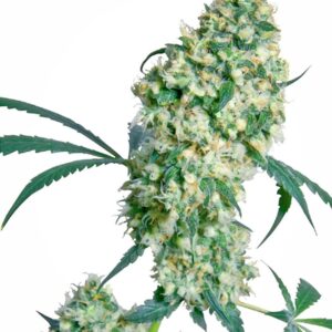 10 UND REG - ED ROSENTHAL SUPER BUD ﾮ * SENSI SEEDS 10 UND REG