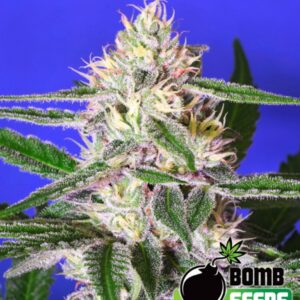 5 UND FEM - EDAM BOMB * BOMB SEEDS 5 UND FEMINIZADAS