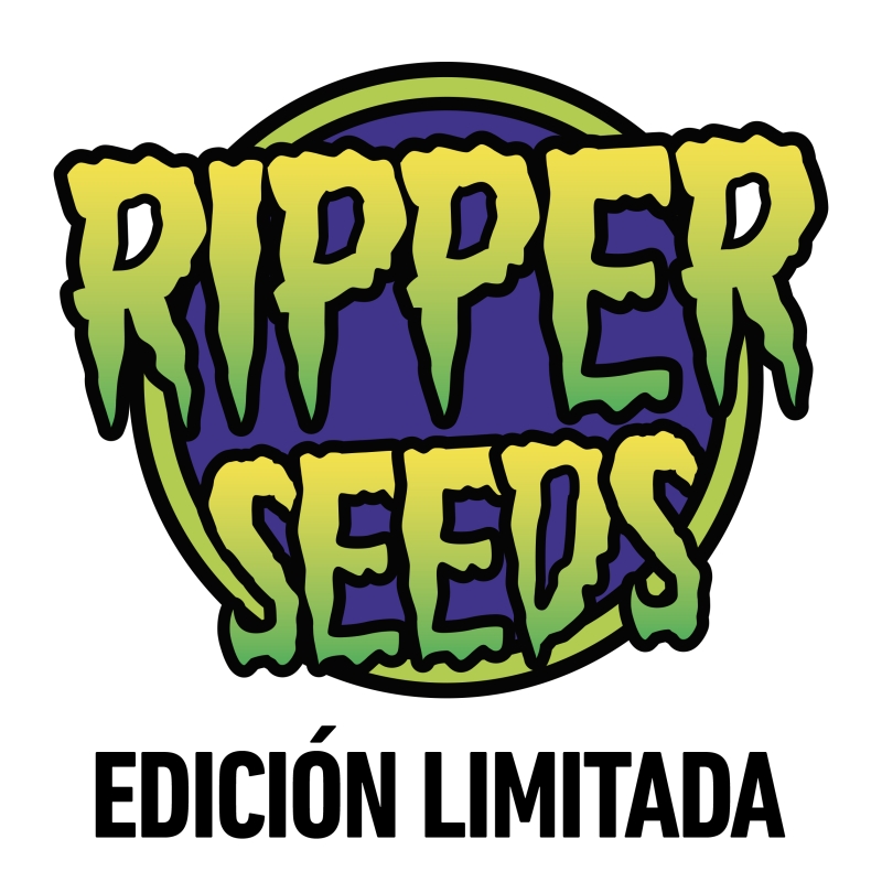 3 UND FEM - ZOMBIE KUSH X PURPLE PUNCH * RIPPER SEEDS 3 UND FEMINIZADAS