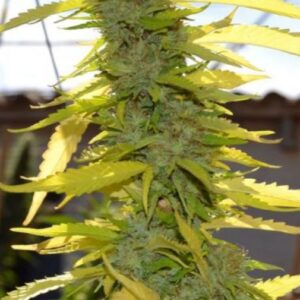 25 UND FEM - EDY * ORIGINAL DELICATESSEN FEMINIZADA 25 UND