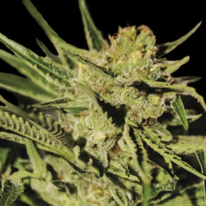 3 UND FEM - EGARSHARK * EXCLUSIVE SEEDS 3 UND FEM