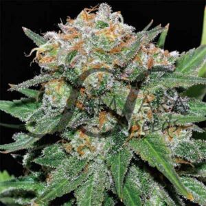 3 UND FEM - EL ALQUIMISTA (SAMSARA) * SAMSARA 3 UND FEMINIZADAS