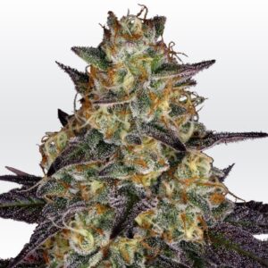 5 UND FEM - EL DORADO OG * PARADISE SEEDS 5 UND FEMINIZADAS
