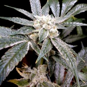 3 UND FEM - EL FUEGO * DNA GENETICS GROW YOUR OWN 3 UND FEMINIZADAS