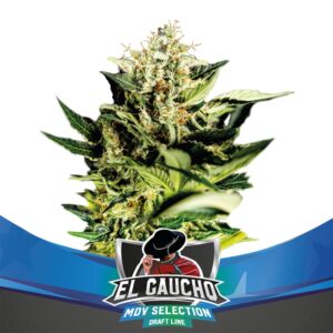 12 UND FEM - EL GAUCHO FAST VERSION * BSF SEEDS 12 UND FEMINIZADAS