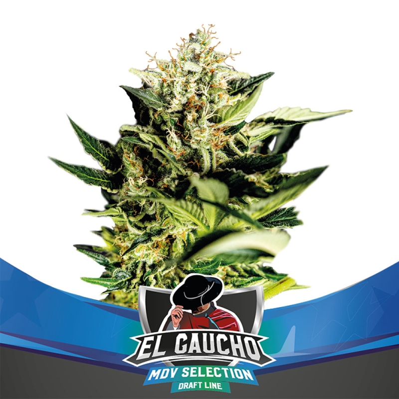 2 UND FEM - EL GAUCHO FAST VERSION * BSF SEEDS 2 UND FEMINIZADAS