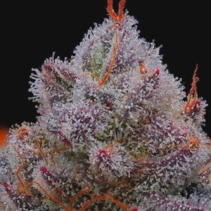 1 UND FEM - EL XUPET NEGRE * R-KIEM SEEDS 1 UND FEMINIZADAS