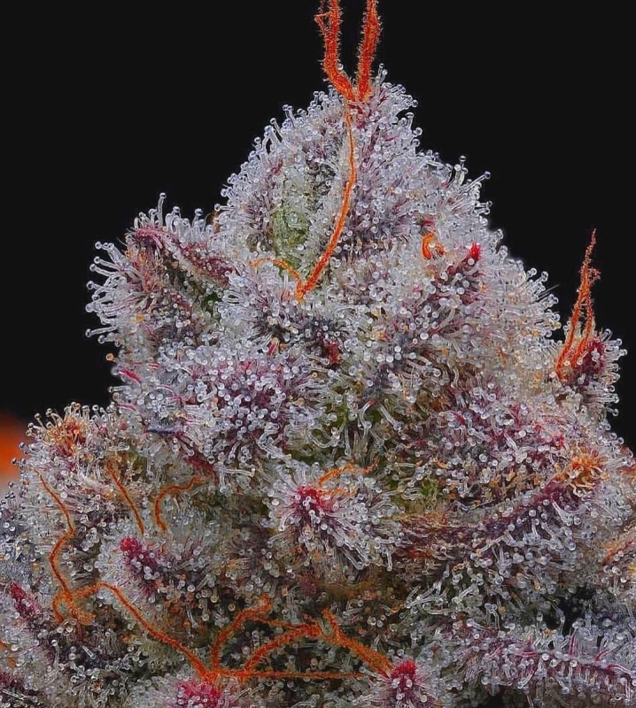 10 UND FEM - EL XUPET NEGRE * R-KIEM SEEDS 10 UND FEMINIZADAS