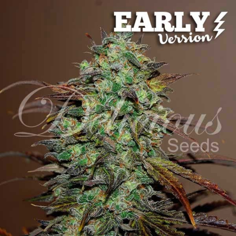 5 UND FEM - ELEVEN ROSES (EARLY VERSION) * DELICIOUS 5 UND FEMINIZADA