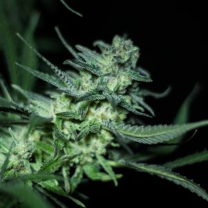 100 UND FEM - ELI * R-KIEM SEEDS 100 UND FEMINIZADAS