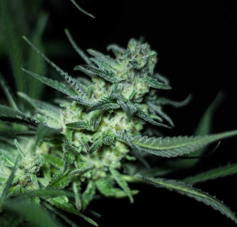 5 UND FEM - ELI * R-KIEM SEEDS 5 UND FEMINIZADAS