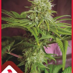 10 UND FEM - ELIXIR VITAE CBD * MEDICAL SEEDS 10 UND FEM