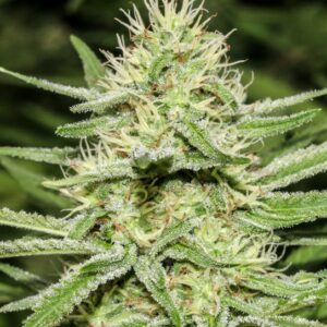 1 UND FEM - ENEMY'S DREAM  * SUPER STRAINS 1 UND FEMINIZADAS