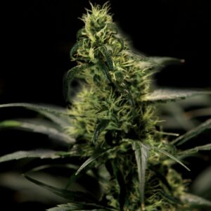 5 UND FEM - ENERGY HAZE * THE BULLDOG SEEDS 5 UND FEM