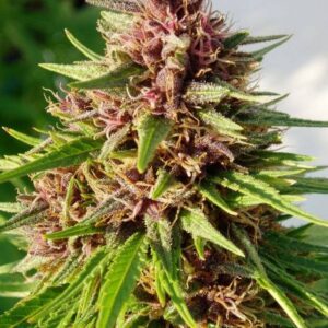 5 UND FEM - ERDPURT * ACE SEEDS 5 UND FEMINIZADAS