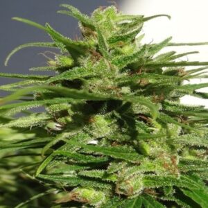 10 UND REG - ETHIOPIA * ACE SEEDS 10 UND REGULARES