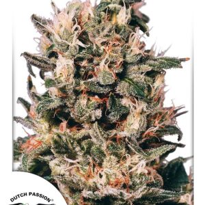 10 UND REG - EUFORIA ? * DUTCH PASSION 10 REGULAR SEEDS