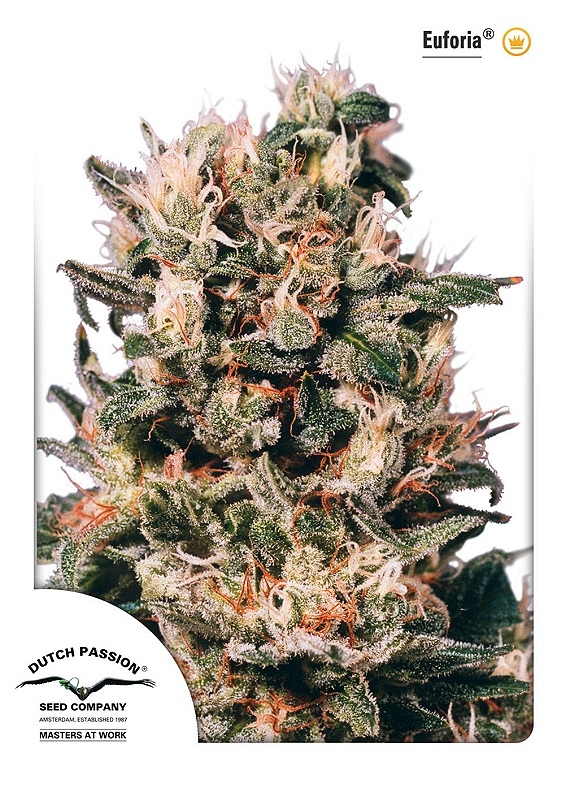 10 UND REG - EUFORIA ? * DUTCH PASSION 10 REGULAR SEEDS
