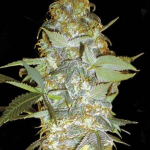 5 UND FEM - EUFORIA SPECIAL * BULK SEED 5 UND FEM