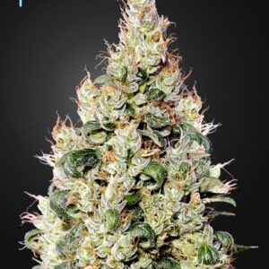 10 UND FEM - EXODUS CHEESE AUTO CBD * GREEN HOUSE 10 UND FEMINIZADAS