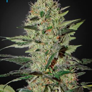3 UND FEM - EXODUS CHEESE AUTO * GREEN HOUSE 3 UND FEMINIZADAS