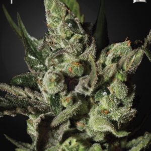 3 UND FEM - EXODUS CHEESE * GREEN HOUSE 3 UND FEMINIZADAS