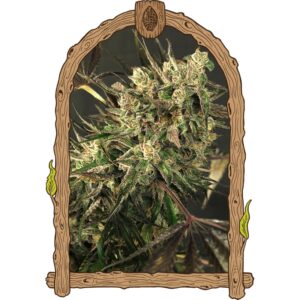 10 UND FEM - EXOTIC COLOURS * EXOTIC SEED FEMINIZADA 10 UND