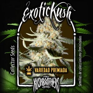 1 UND FEM - EXOTIC KUSH * THE KUSH BROTHERS SEEDS 1 UND FEMINIZADA